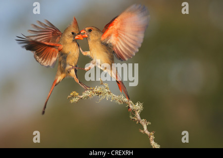 Northern Cardinal (Cardinalis cardinalis), females fighting, Dinero, Lake Corpus Christi, South Texas, USA Stock Photo