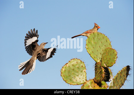 Northern Mockingbird (Mimus polyglottos), adult and Northern Cardinal (Cardinalis cardinalis) landing on Cactus, Texas Stock Photo