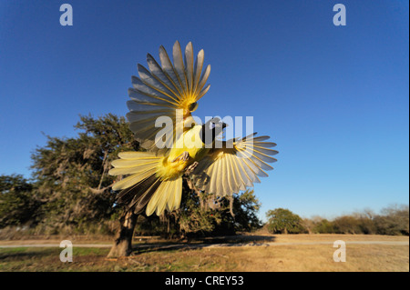 Green Jay (Cyanocorax yncas), adult in flight, Dinero, Lake Corpus Christi, South Texas, USA Stock Photo