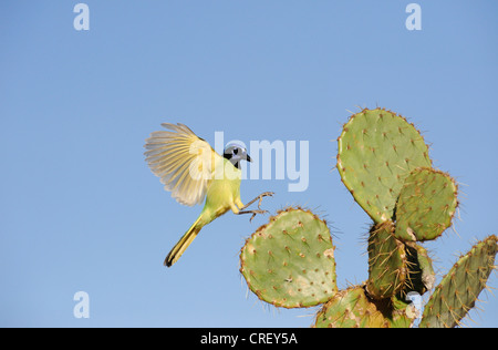 Green Jay (Cyanocorax yncas), adult landing on Texas Prickly Pear Cactus (Opuntia lindheimeri)Dinero, Lake Corpus Christi Texas