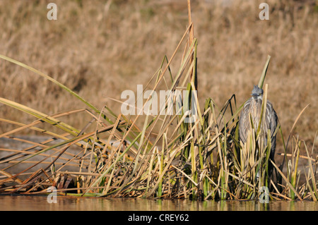 Great Blue Heron (Ardea herodias), immature camouflaged in reeds, Dinero, Lake Corpus Christi, South Texas, USA Stock Photo