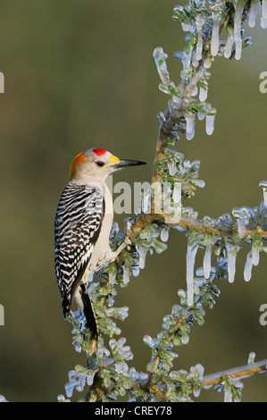 Golden-fronted Woodpecker (Melanerpes aurifrons), male on icy branch, Dinero, Lake Corpus Christi, South Texas, USA Stock Photo