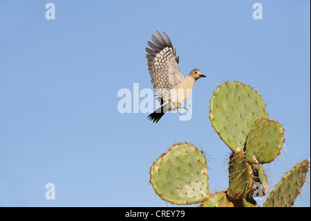 Golden-fronted Woodpecker (Melanerpes aurifrons), female landing on Texas Prickly Pear Cactus (Opuntia lindheimeri), Texas