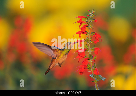 Buff-bellied Hummingbird (Amazilia yucatanenensis), female feeding on Tropical Sage (Salvia coccinea), Texas Lake Corpus Christi Stock Photo