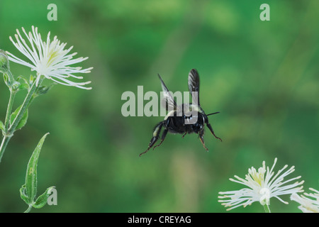 Bumblebee (Bombus sp.), adult in flight among Old man's beard (Clematis drummondii), Dinero, Lake Corpus Christi, South Texas Stock Photo