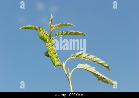 Carolina Sphinx (Manduca sexta), caterpillar on plant, Dinero, Lake Corpus Christi, South Texas, USA Stock Photo