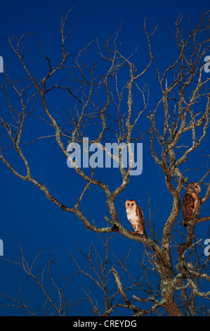 Barn Owl (Tyto alba), adult at night, Dinero, Lake Corpus Christi, South Texas, USA