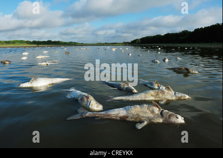 Fish carcasses in lake during drought, Dinero, Lake Corpus Christi, South Texas, USA Stock Photo