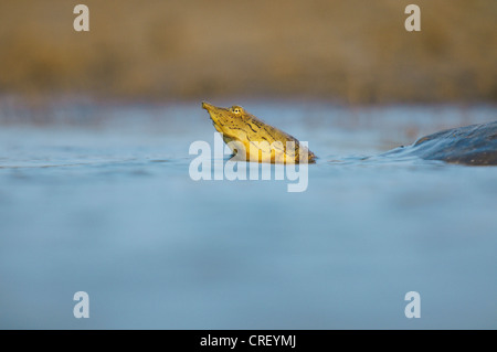 Spiny Softshell (Apalone spinifera), adult swimming, Dinero, Lake Corpus Christi, South Texas, USA Stock Photo