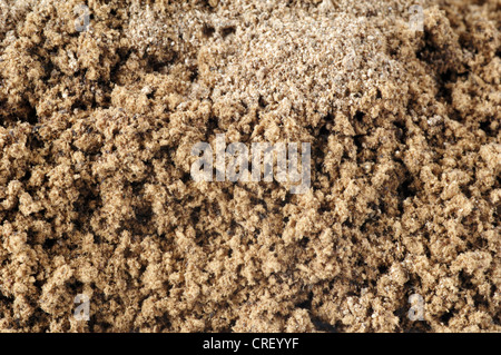 lacquered bracket (Ganoderma lucidum), Reishi powder in a pill Stock Photo