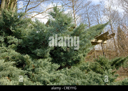 American juniper, eastern red cedar (Juniperus virginiana 'Grey Owl', Juniperus virginiana Grey Owl), ornamental shrub Stock Photo