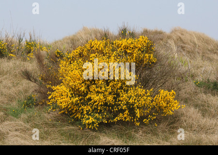 Scotch broom (Cytisus scoparius, Sarothamnus scoparius), blooming shrub on a dune, North Sea Stock Photo