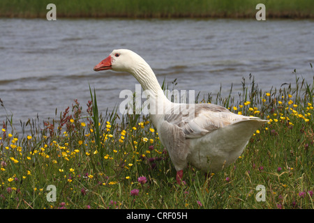 domestic goose (Anser anser f. domestica), at pond Stock Photo