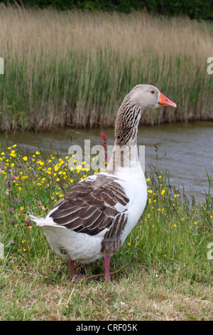 domestic goose (Anser anser f. domestica), on flowering meadow, Germany Stock Photo