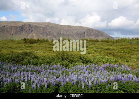 Nootka lupine, Alaska lupine (Lupinus nootkatensis), landscape on Iceland, Iceland, Suedisland Stock Photo