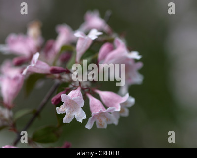 Flowering Kolkwitzia amabilis Stock Photo