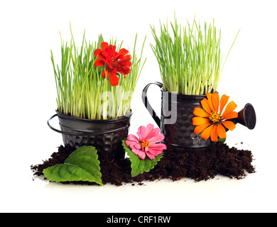 Watering can with grass & flowers Stock Photo