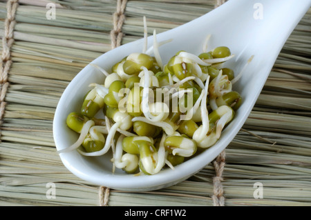 Mung Bean, Urdi Black Bean, Green Gram (Vigna mungo, Vigna radiata, Phaseolus mungo, Phaseolus radiatus), sprouts