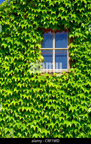 Boston ivy, Japanese creeper (Parthenocissus tricuspidata), window surrounded from Japanese creeper Stock Photo