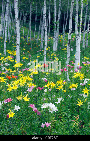 Lily in a white birch forest Fujimi highland Nagano Japan Stock Photo