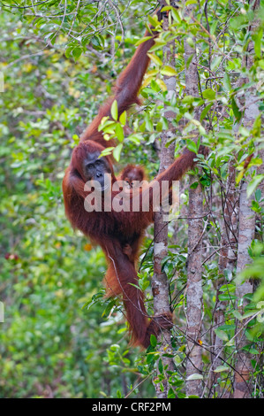 female with baby, Indonesia, Borneo, Tanjung Puting National Park Stock Photo