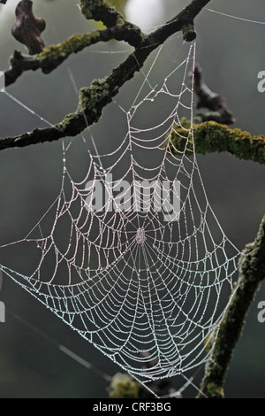 orbweavers (Araneidae), orweaver net with morning dew Stock Photo