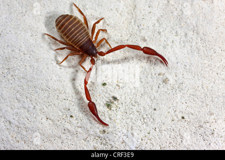 house pseudoscorpion (Chelifer cancroides), on page Stock Photo