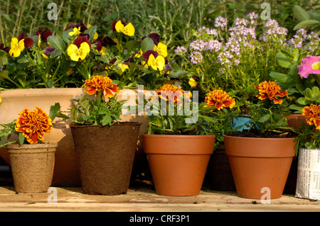French marigold (Tagetes patula), young plants, tagetes in pots Stock Photo
