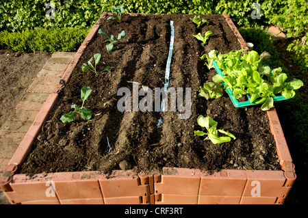 raised bed with young salad plants Stock Photo