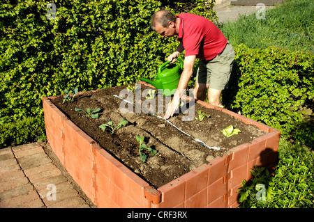 man planting and watering a raised bed Stock Photo