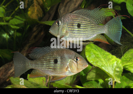 thread-finned cichlid, threadfin acara (Acarichthys heckeli), male and female Stock Photo