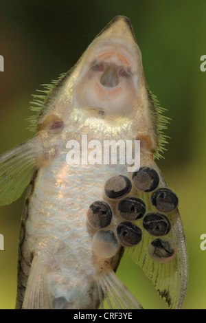 Sturisoma festivum (Sturisoma festivum), male hatching eggs Stock Photo