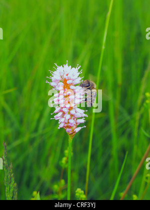 Common bistort, Meadow bistort (Polygonum bistorta, Bistorta officinalis, Bistorta major, Persicaria bistorta), blooming with honey bee, Germany, Bavaria Stock Photo