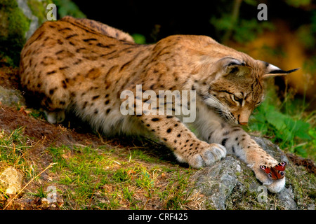 Closeup of a paw of the Eurasian Lynx, Lynx lynx Stock Photo - Alamy