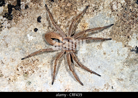 Running scrab spider (Thanatus formicinus), sitting on a stone Stock Photo