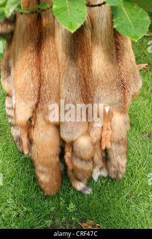 red fox (Vulpes vulpes), serveral furs, bag Stock Photo