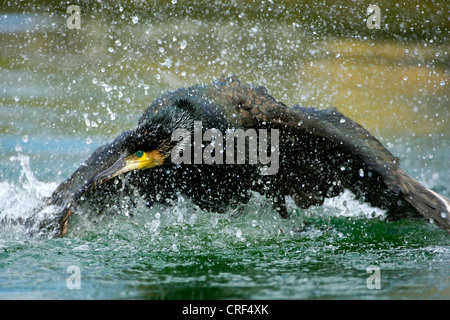 great cormorant (Phalacrocorax carbo), flying up from water Stock Photo