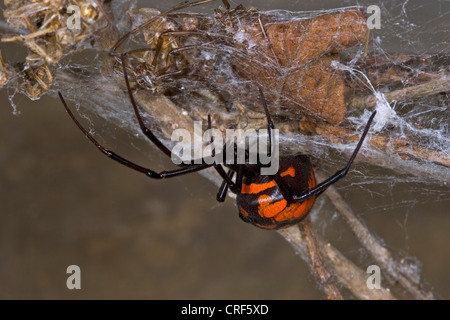 European black widow, southern black widow, Mediterranean black widow, malmignatte spider, karakurt (Latrodectus tredecimguttatus, Latrodectus lugubris), female in its net Stock Photo