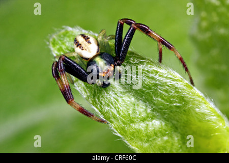 goldenrod crab spider (Misumena vatia), male sitting on a leaf Stock Photo