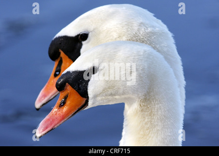 mute swan (Cygnus olor), portrait of a couple, Germany Stock Photo