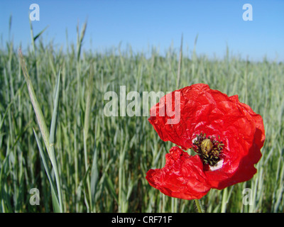 common poppy, corn poppy, red poppy (Papaver rhoeas), blossom in front of a grain field, Germany Stock Photo
