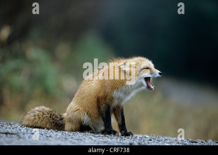 American Red Fox (Vulpes vulpes) barking at other fox, Canada Stock