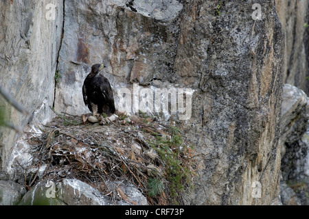 golden eagle (Aquila chrysaetos), Ten weeks old eagle on nest site with carcass, Austria, Tyrol Stock Photo