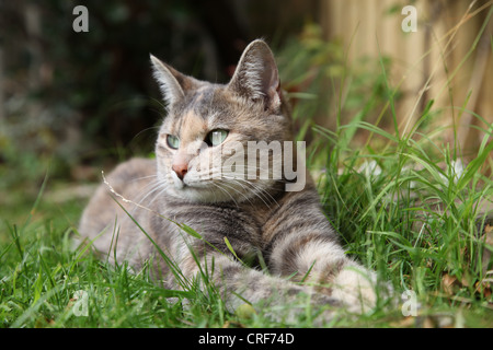 rare 'silver classic' tortoiseshell tabby cat suns herself in the garden Stock Photo