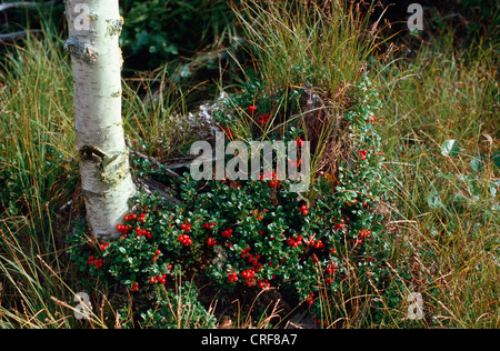 cowberry, foxberry, lingonberry, mountain cranberry (Vaccinium vitis-idaea), shrub with mature  fruits Stock Photo
