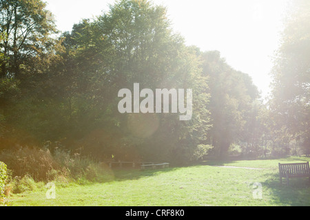 Sun shining in forested park Stock Photo