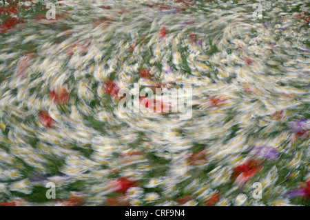 Swirling wildflower meadow in summer.poppies chamomile Anthemis arvensis Stock Photo
