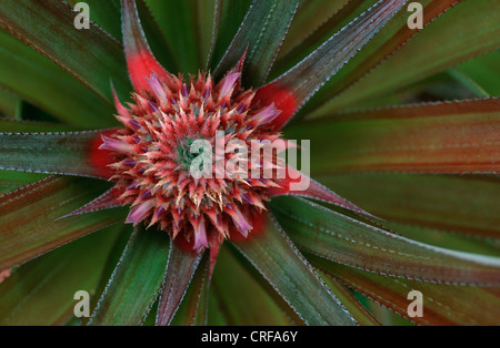 pineapple (Ananas comosus, Ananas sativus), blossoms Stock Photo