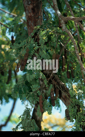 tamarind (Tamarindus indica), young fruits Stock Photo