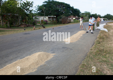 People drying rice on the road in Cuba. Stock Photo